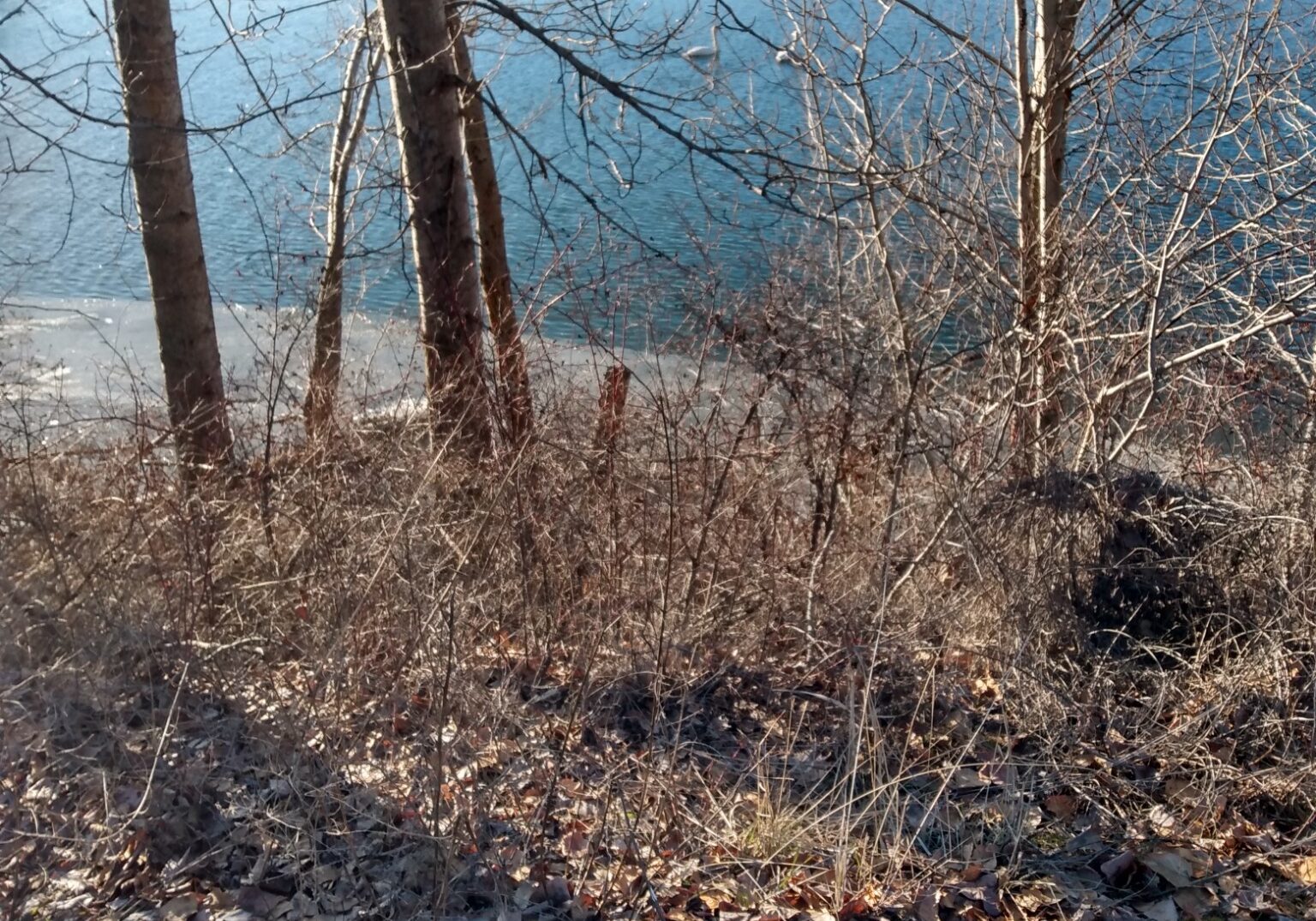 pathway-relationships-swans